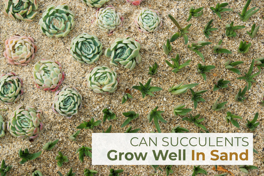 Can Succulents Grow in Sand