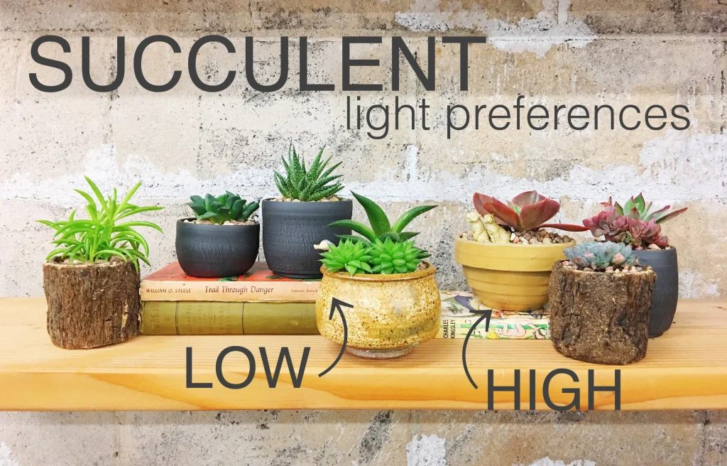 Do Succulents Need a Lot of Light