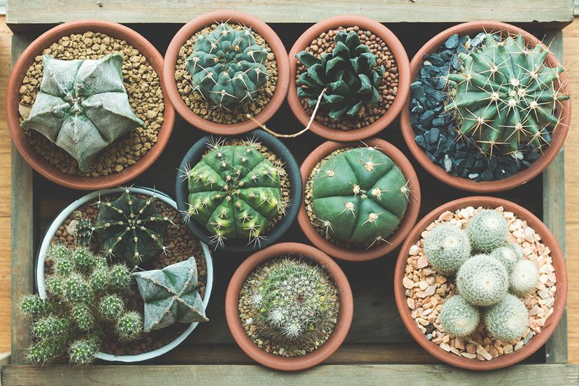 How Long Can Succulents Go Without Water